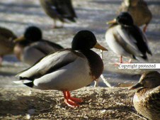 Enlarge photo 51