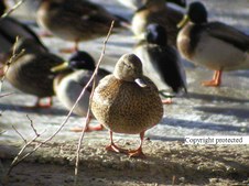 Enlarge photo 52