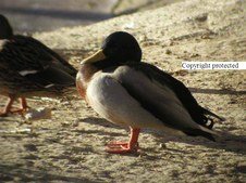 Enlarge photo 53
