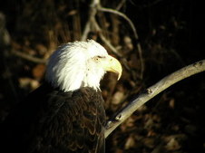 Enlarge photo 88