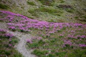 Enlarge photo 260