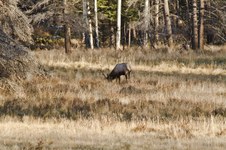 Enlarge photo 37
