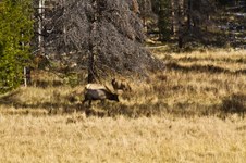 Enlarge photo 70