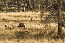 Enlarge photo 71