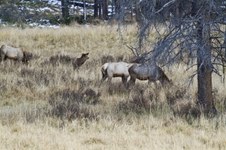 Enlarge photo 72