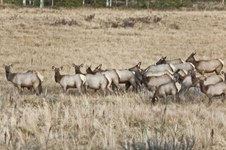 Enlarge photo 52