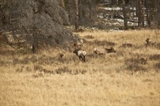 Enlarge photo 85