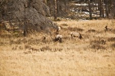 Enlarge photo 87