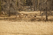 Enlarge photo 88