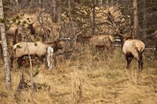 Enlarge photo 96