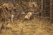 Enlarge photo 97