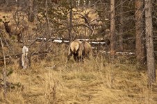 Enlarge photo 98