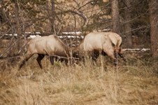 Elk - Fall rut season 2013