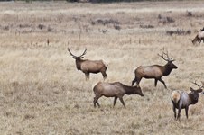 Enlarge photo 132
