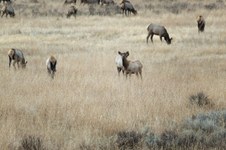 Enlarge photo 175