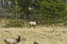 Enlarge photo 59