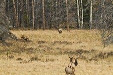 Enlarge photo 62