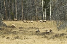 Enlarge photo 66