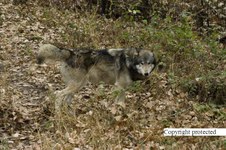 Enlarge photo 24