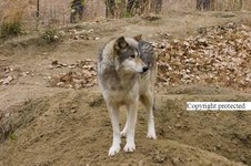 Enlarge photo 25