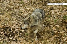 Enlarge photo 27