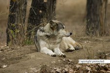Enlarge photo 29