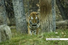 Enlarge photo 34