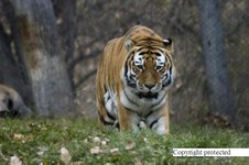 Enlarge photo 35