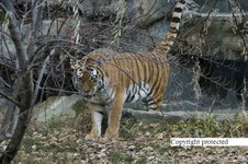 Enlarge photo 38