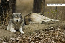 Enlarge photo 30
