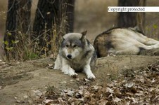 Enlarge photo 31