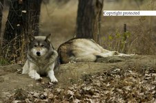 Enlarge photo 32
