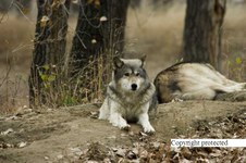 Enlarge photo 33