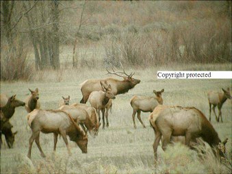 Enlarge photo 146