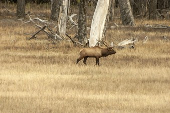 Enlarge photo 119