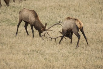 Elk Album 1