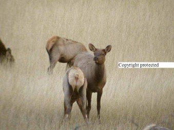 Enlarge photo 172