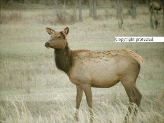 Enlarge photo 153