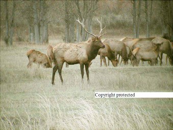Enlarge photo 158
