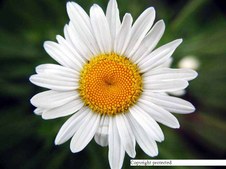 Enlarge photo 44