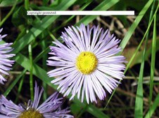 Enlarge photo 51