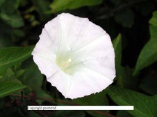 Enlarge photo 48