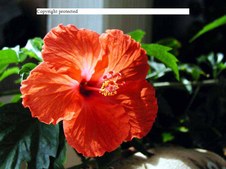 Enlarge photo 52