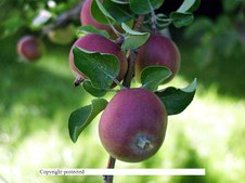 Enlarge photo 62