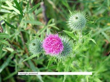 Enlarge photo 53