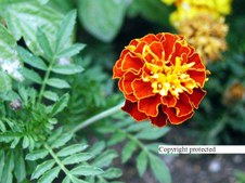 Enlarge photo 57