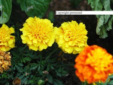Enlarge photo 59