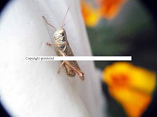 Enlarge photo 61