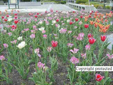 Enlarge photo 69