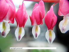 Enlarge photo 43